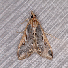 Loxostege albiceralis
