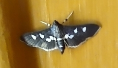 Desmia subdivisalis