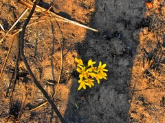 Cyrtanthus breviflorus