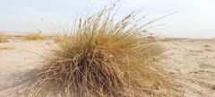 Cyperus conglomeratus