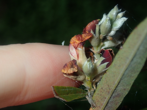 Image of Gastrolobium capitatum by (c) Thomas Mesaglio, some rights reserved (CC BY)