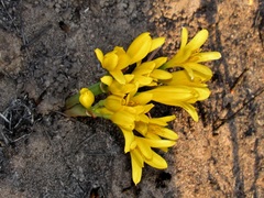 Cyrtanthus breviflorus