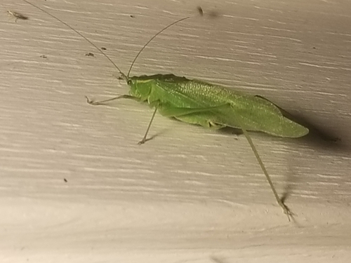Northern Bush Katydid photo 4