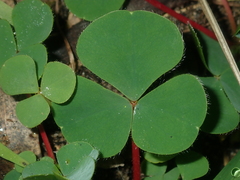 Oxalis purpurea