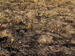 Cyrtanthus breviflorus