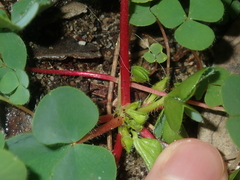 Oxalis purpurea