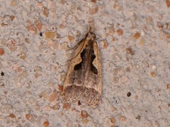 Dichomeris setosella