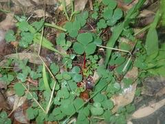 Oxalis purpurea