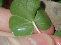 Oxalis purpurea