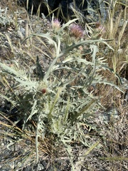 Cirsium douglasii