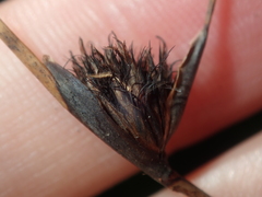 Mesomelaena pseudostygia