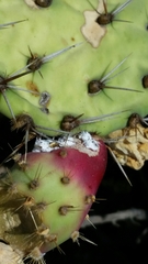 Dactylopius confusus