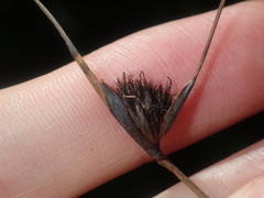 Mesomelaena pseudostygia