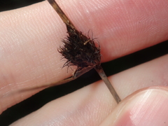 Mesomelaena pseudostygia