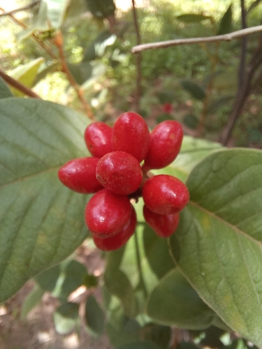 Uvaria cherrevensis observed 2022-07-27