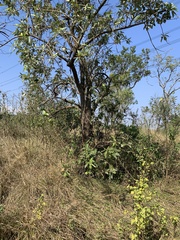 Moquiniastrum polymorphum