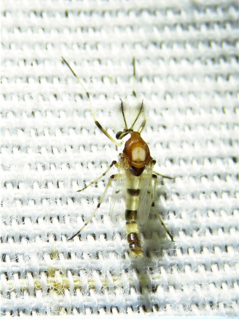 Coelotanypus atus