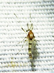 Coelotanypus tricolor