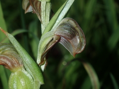 Pterostylis vittata