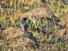 Melaenornis pammelaina ater