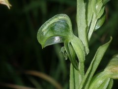 Pterostylis vittata