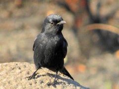 Melaenornis pammelaina ater