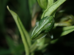Pterostylis vittata
