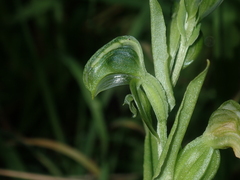 Pterostylis vittata