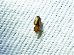 Laemophloeus terminalis