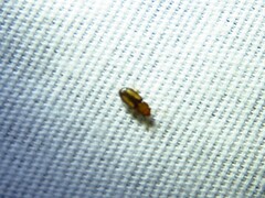 Laemophloeus terminalis