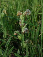 Pterostylis vittata
