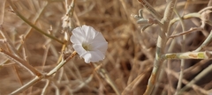 Convolvulus oxyphyllus