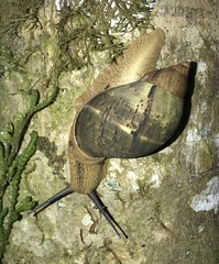 Hemibulimus dennisoni