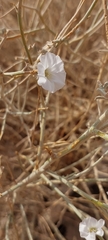 Convolvulus oxyphyllus
