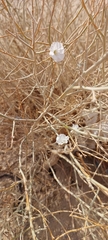 Convolvulus oxyphyllus
