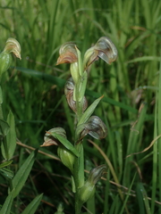 Pterostylis vittata