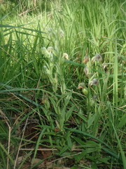 Pterostylis vittata