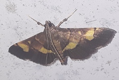 Syngamia falsidicalis