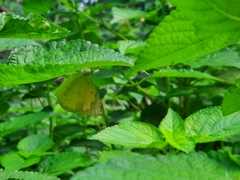 Eurema hecabe