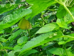 Eurema hecabe