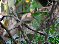 Chlorocichla flaviventris flaviventris