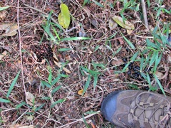 Tragelaphus sylvaticus sylvaticus