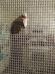 Elateridae