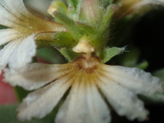 Scaevola canescens