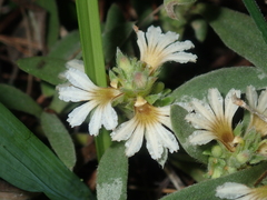Scaevola canescens