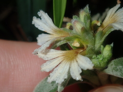 Scaevola canescens
