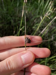 Mesomelaena pseudostygia