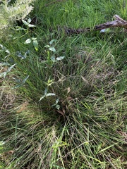 Mesomelaena pseudostygia