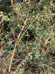 Acacia pulchella