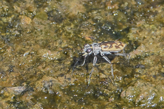 Ellipsoptera macra